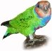 Дятловый попугайчик Бруина