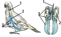 Дыхательная система попугая