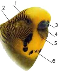 Указатели на строение головы попугая
