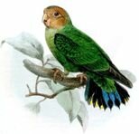 Дятловый попугай