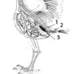 Выделительная система попугая