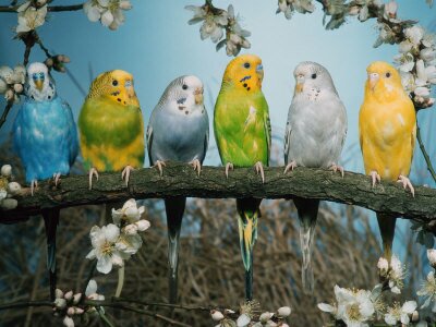 6 волнистых попугаев сидит на ветке