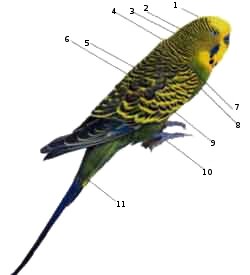  Указатели на внешнее строение попугая