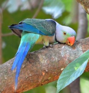 Малабарский ожереловый попугай
