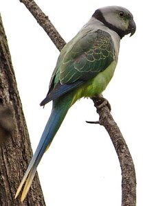 Никобарский ожереловый попугай