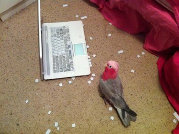 Попугай раздолбал ноутбук