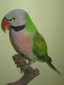 Розовогрудый ожереловый попугай