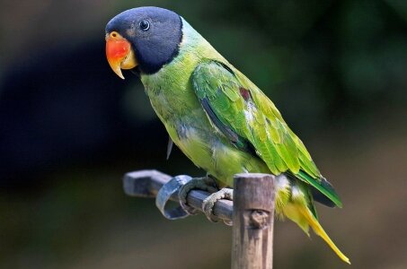 Сероголовый ожереловый попугай