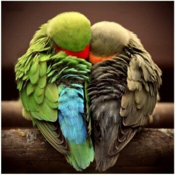 Попугаи сидят в виде сердечка