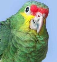 Амазонский зеленый попугай Жора
