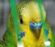 Агрессивный волнистый попугай