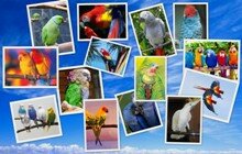 Разные попугаи коллаж